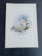 10 prenten zoogdieren 19x27 cm samen 20 euro oa nerts, Ophalen of Verzenden, Natuur en Biologie