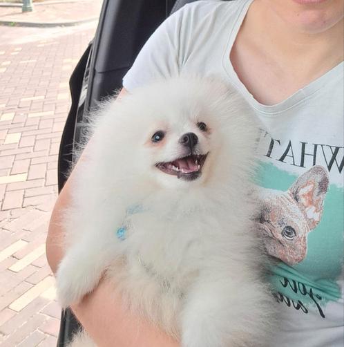 Pomeriaan hond, Dieren en Toebehoren, Honden | Poolhonden, Keeshonden en Oertypen, Teef, Keeshond, Particulier, Eén hond, Nederland