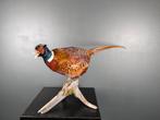 opgezette bosfazant edelfazant, Ophalen, Nieuw, Wild dier, Opgezet dier