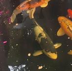 Koi karpers en toebehoren, Karper of Koi