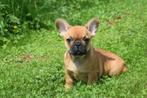 Franse bulldog pups kortharig en fluffy, Dieren en Toebehoren, Honden | Bulldogs, Pinschers en Molossers, Rabiës (hondsdolheid)