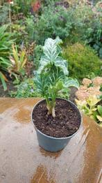 Arum italicum, Italiaanse aronskelk, Ophalen, Overige soorten, Volle zon