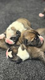 Ysterberg mastiff pups, Dieren en Toebehoren, Parvo, Overige rassen, 8 tot 15 weken, Meerdere