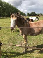 Jaarling te koop, Dieren en Toebehoren, Pony's, Niet van toepassing, 0 tot 2 jaar, Recreatiepony, Merrie