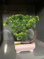Bonsai kunst, Ophalen of Verzenden, Zomer, Overige soorten, Halfschaduw