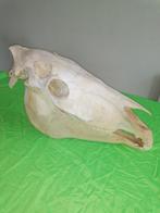 Paarden schedel, Verzamelen, Dierenverzamelingen, Ophalen, Zo goed als nieuw, Paard, Schedel
