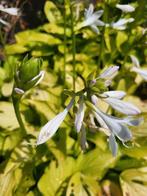 Hosta's uit eigen tuin, Tuin en Terras, Ophalen of Verzenden, Zomer, Bodembedekkers, Halfschaduw