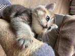 Britse korthaar x main coon kittens, Dieren en Toebehoren, Meerdere dieren, Ontwormd, 0 tot 2 jaar