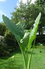 olifantsoor alocasia macrorrhiza 80/140/230 cm, Vaste plant, Halfschaduw, Zomer, Ophalen