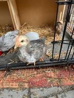 4 jonge hanen, Dieren en Toebehoren, Mannelijk, Kip