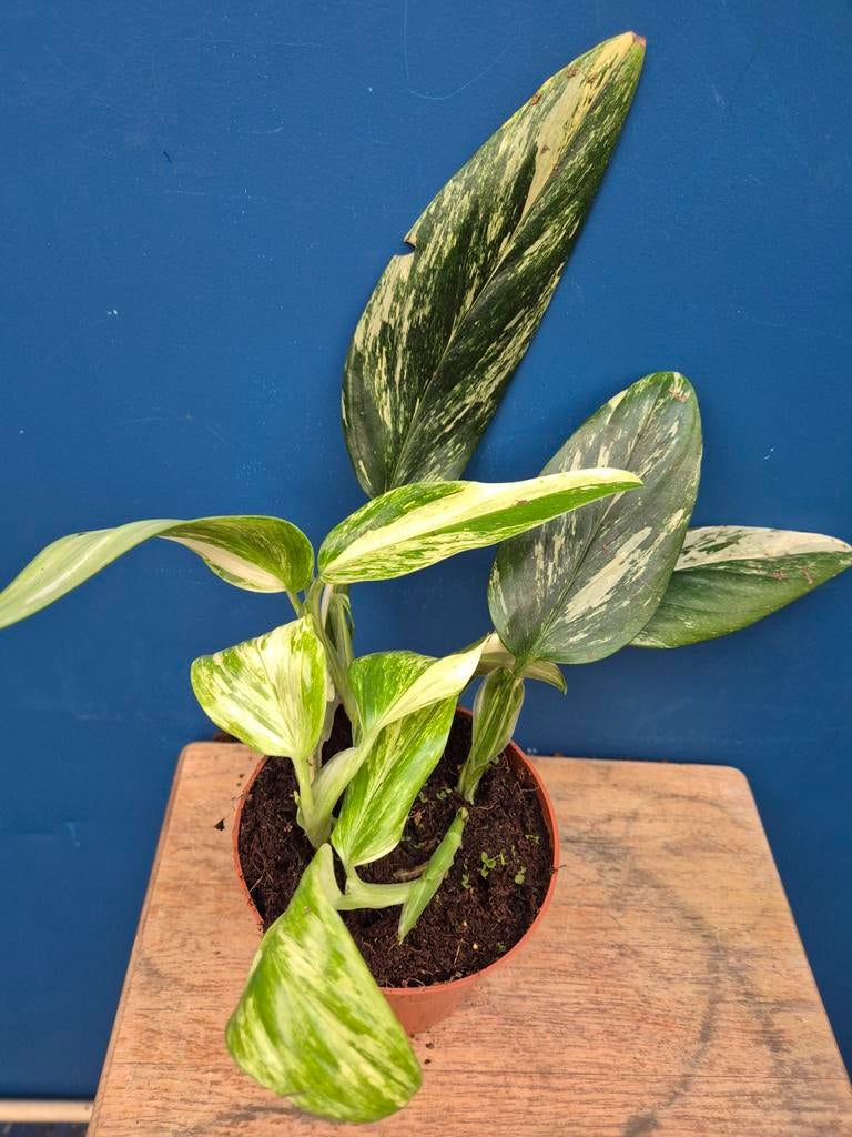 Monstera Standleyana Variegata p12 (1)