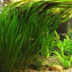 Vallisneria, Dieren en Toebehoren, Vissen | Aquaria en Toebehoren, Ophalen of Verzenden, Plant(en), Steen of Hout