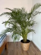 Grote Areca Goudpalm kamerplant inclusief rieten mand, Huis en Inrichting, Kamerplanten, Ophalen, Palm, Halfschaduw, In pot