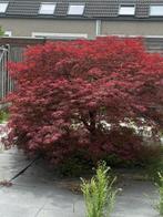 Japanse Esdoorn, Tuin en Terras, Planten | Bomen, Ophalen, Bloeit niet, Halfschaduw, Overige soorten