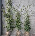 Groene beukenhaag - Fagus sylvatica, Tuin en Terras, Planten | Bomen, Bloeit niet, Halfschaduw, 100 tot 250 cm, Overige soorten