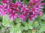 Sedum spurium, groen blad, rood/roze bloemen, bodembedekker, Bodembedekkers, Volle zon, Vaste plant, Ophalen of Verzenden