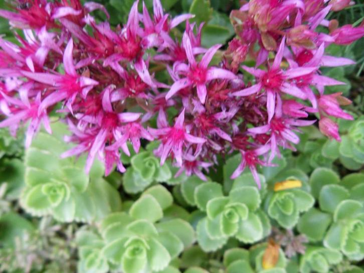 Sedum spurium, groen blad, rood/roze bloemen, bodembedekker, Tuin en Terras, Planten | Tuinplanten, Vaste plant, Bodembedekkers