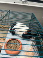 Lieve cavia zoekt een nieuw huisje., Dieren en Toebehoren, Knaagdieren, Cavia, Mannelijk, Mei, Tam