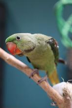 Jonge Alexander Parkiet | Handtam | Rustig, Dieren en Toebehoren, Vogels | Parkieten en Papegaaien, Meerdere dieren, Parkiet, Pratend
