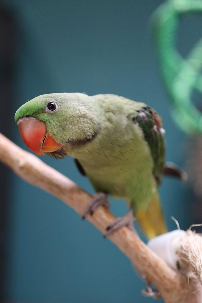 Jonge Alexander Parkiet | Handtam | Rustig, Dieren en Toebehoren, Vogels | Parkieten en Papegaaien, Parkiet, Meerdere dieren, Pratend