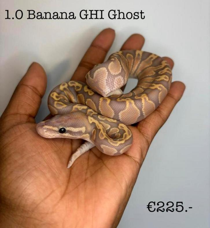 1.0 Banana GHI Ghost NK25