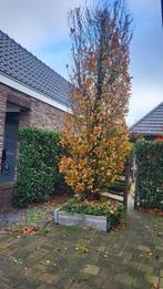 Bijzonder mooie opgaande beuk, 4-5 m, Ophalen, Overige soorten, 250 cm of meer