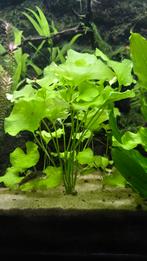 Nymphoides hydrophylla 'Taiwan' stekken, Ophalen, Nieuw, Plant(en), Steen of Hout