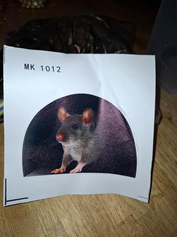 Halloween Plintsticker Muis beschikbaar voor biedingen