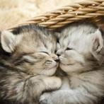 Kattenoppas in Capelle a/d Ijssel, Dieren en Toebehoren
