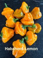 Uitgebreide sortering zaden van pepers en paprika’s, Ophalen of Verzenden, Voorjaar, Volle zon, Zaad