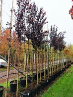 Prunus cerasifera 'Nigra' (rode Kerspruim) 🍁, Ophalen, Lente, Volle zon, Overige soorten
