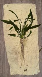 Echinodorus grote aquarium plant, Ophalen, Zo goed als nieuw, Plant(en), Steen of Hout