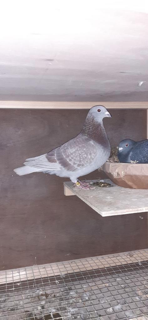 Gezocht: Stambomen, Pedigree, Dieren en Toebehoren, Vogels | Duiven, Postduif