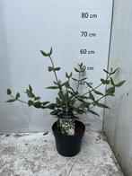 Viburnum burkwoodii - Sneeuwbal, Vaste plant, Halfschaduw, Lente, Ophalen