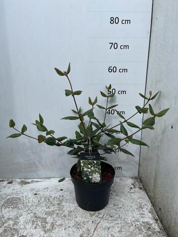 Viburnum burkwoodii - Sneeuwbal beschikbaar voor biedingen