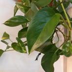 epipremnum aureum stekjes nr 80, Huis en Inrichting, Kamerplanten, Ophalen of Verzenden, Overige soorten, Minder dan 100 cm