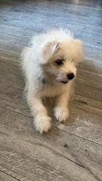 Maltezer puppy, Dieren en Toebehoren, Honden | Chihuahua's en Gezelschapshonden, Maltezer, 15 weken tot 1 jaar, Reu, Eén hond