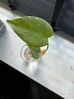 Monstera stekjes, Ophalen, Overige soorten, Minder dan 100 cm