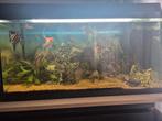 Aquarium MET visjes, Ophalen, Zo goed als nieuw