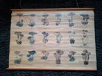 Paddestoelen schoolplaat A Middelhoek, Antiek en Kunst, Ophalen, Natuur en Biologie