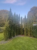 Italiaanse Cipressen - 9 Stuks (4.5-6m), Tuin en Terras, Planten | Bomen, Bloeit niet, Zuilboom, 400 cm of meer, Ophalen