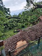 Mooie dikke eik aangeboden. Speelboom, brandhout., Doe-het-zelf en Verbouw, Hout en Planken, Ophalen, Minder dan 200 cm, Pallet