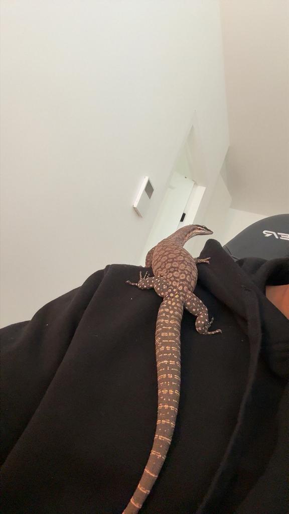Varanus Glauerti, Overige soorten, 0 tot 2 jaar
