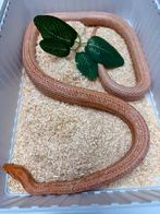 Rattenslang Mandarin Super tessera Tessera Motley 1.0, Dieren en Toebehoren, Slang, 3 tot 6 jaar