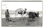 Port Saïd, Blanteur en Egypte. Kameel, Verzenden, Voor 1920, Gelopen, Buiten Europa