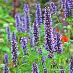 Uit de biologische moestuin: Dropplant, zaden, Ophalen of Verzenden, Voorjaar, Volle zon, Zaad