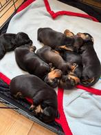 Zeer lieve  dwerg teckel puppy’s alleen nog reutjes, Rabiës (hondsdolheid), 8 tot 15 weken, Korthaar, Dwerg
