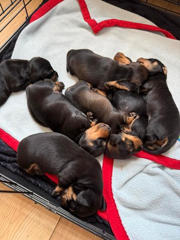 Zeer lieve  dwerg teckel puppy’s beschikbaar voor biedingen