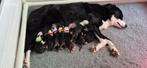 Mooie Bordercollie pups, Dieren en Toebehoren, CDV (hondenziekte), 8 tot 15 weken, Meerdere, Meerdere dieren