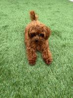 Teacup korean poodle, Poedel, Particulier, Rabiës (hondsdolheid), 15 weken tot 1 jaar